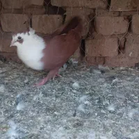 کفتر|پرنده|بیرجند, |دیوار