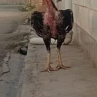 خروس لاری صابونی بسیار زیبا