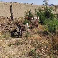 بزجمل شیرا