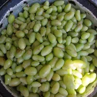 فروش غوره و ابغوره از باغدار مستقیم