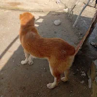 یک سگ فروشی