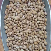 لوبیا چیتی درجه دو درشت