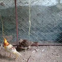 تعدادی مرغ متنوع