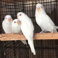 مرغ عشق پروانه ای دو کاکل