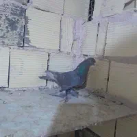 کبوتر اصفهانی قفلی و ترکیه ایی