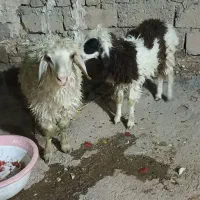 بره ماده