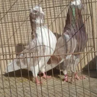 کبوتر کفتر بشرط