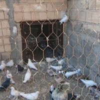 کبوتر پرشی ۳۰ عدد