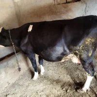 گاو هلندی ۱۶ روز مونده به زایمان