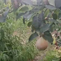 فروش-باغ