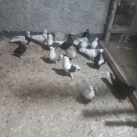 کفتر دوکت وسینه ای  طوقی دم سفید وکله دم سبز