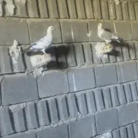 این 1جفت پلاکی به شرط