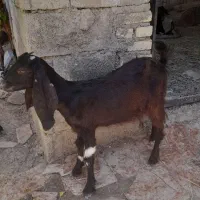 بزصحیح وسالم 3 عدد برای فروش