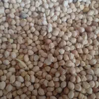 فروش نخودریز