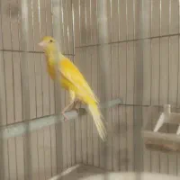 قناری سه چهارم جفت سهره
