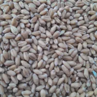 بزر گندم تکتاز