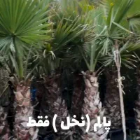 حراج انواع گل درخت میوه و نخل پالم کاج شمشاد یاس
