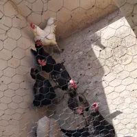 مرغ و جوجه و خروس