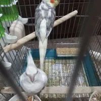 جفت عروس هلندی با ۳تا جوجه سالم و سرحال