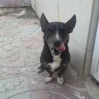 سگ پا کوتاه حرف گوش کن