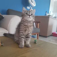 گربه نراسکاتیش بریتیش میشی