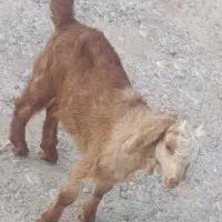 کهره نر