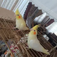 جوجه عروس هلندی 2ماهه