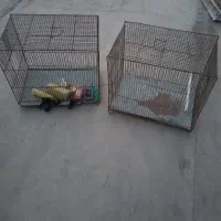 قفس پرنده