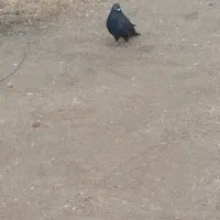 کبوتر