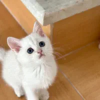 بریتیش سیلور چشم آبی