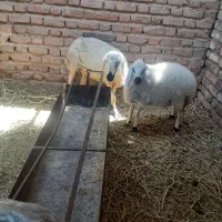 میش بره