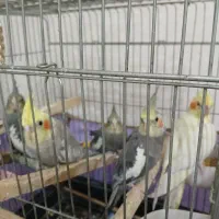 پرنده