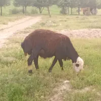 شک ورن قزل افشار اصل به شرط پرشت