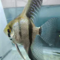 ماهی انجل