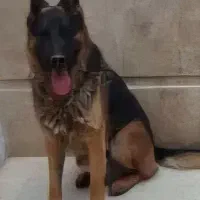 سگ ژرمن یک ساله بلک