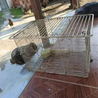 قفس عروس هلندی و طوطی