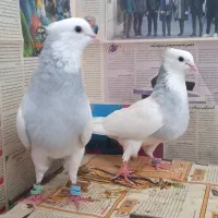 کبوتر
