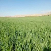 6هکتار زمین درجه یک لیشتر