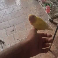 کوتوله دستی .جفت رو تخم
