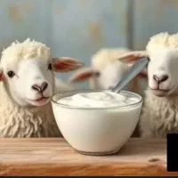 لبنیات گوسفندی