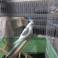 فروش پرنده