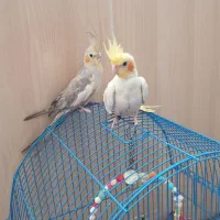 عروس هلندی ۳ عدد