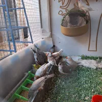 فنچ، چند نژادمختلف و قفس بزرگ
