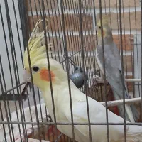 یک جفت طوطی عروس لوتینوی خوشگل