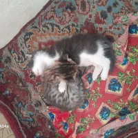 گربه|گربه|خوی, |دیوار