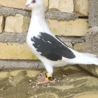 دوکت ماده قابل ارسال به همه نقاط