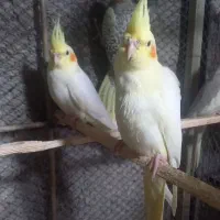طوسی ۴ ماهه