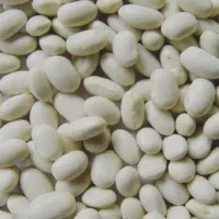 فروش فوری لوبیا سفید