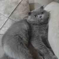 گربه نر اسکاتیش جهت جفتگیری