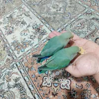 یک جفت طوطی کوتوله برزیلی مولد دستی سخنگو